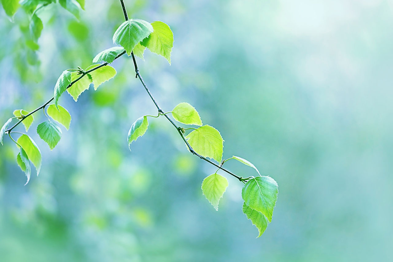 birch branches with yong green leaves on natural blurred abstrac